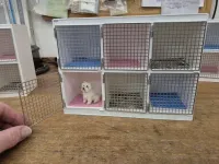 Animal Ward/6 Pens - M407-6
